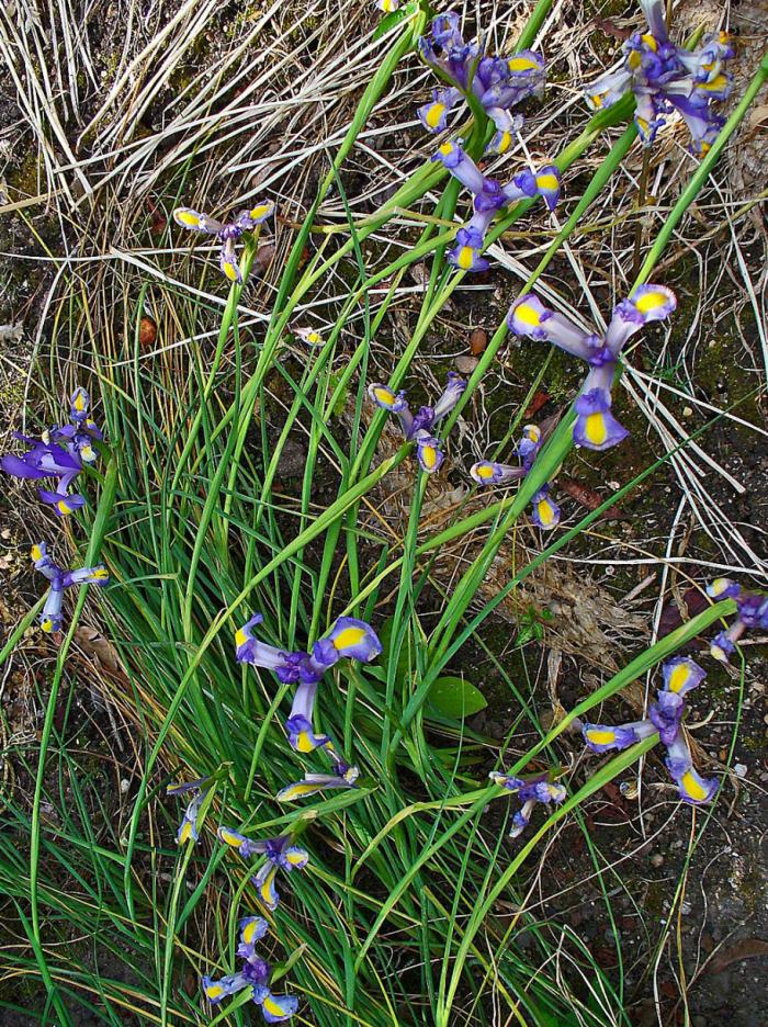 Plant photo of: Iris xiphium
