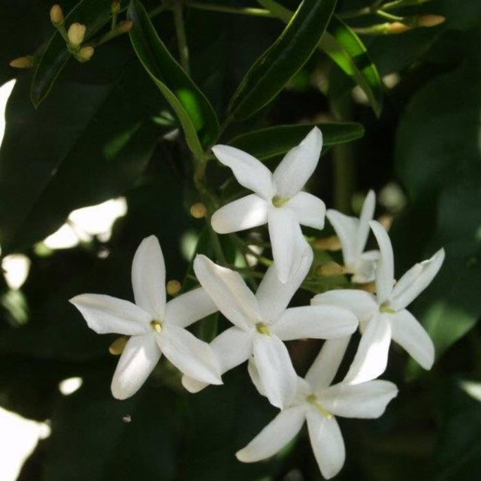 Twisted Jasmine