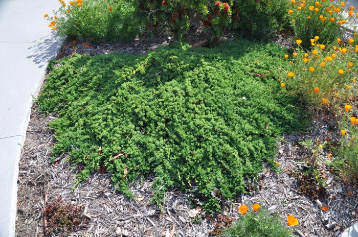 Plant photo of: Juniperus horizontalis 'Prostrata'.