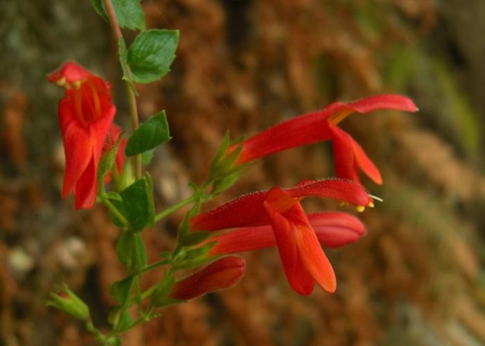 Climbing Penstemon