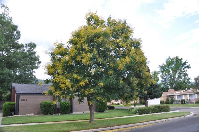 Goldenrain Tree