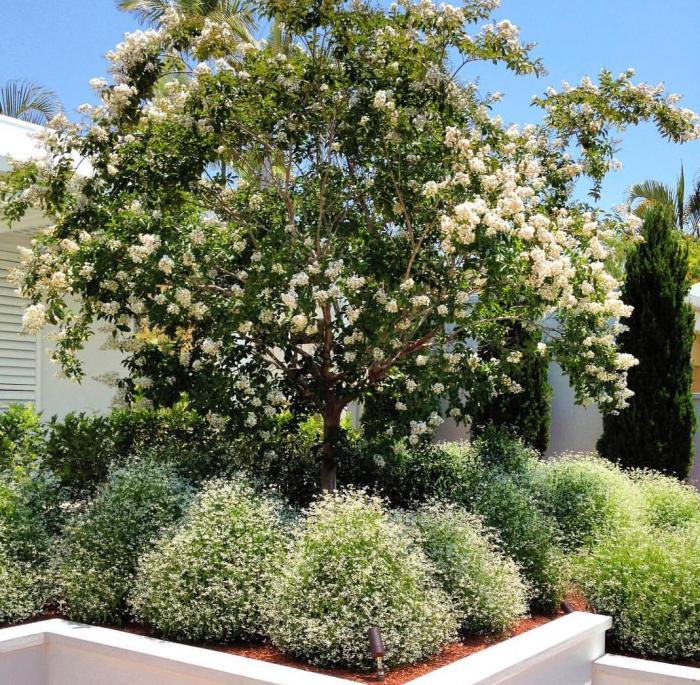 Natchez Crape Myrtle