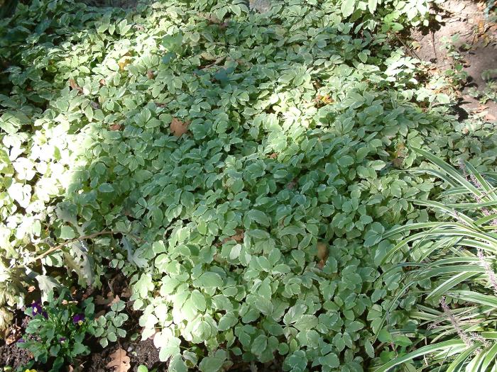 Dead Nettle