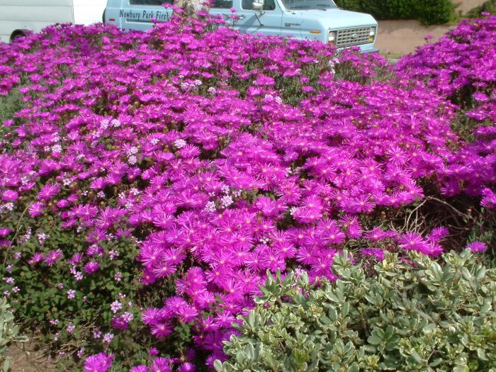 Trailing Ice Plant