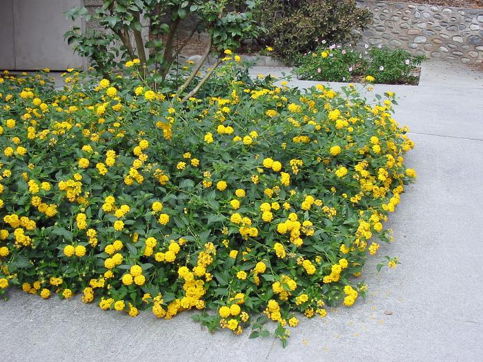 Dwarf Yellow Lantana