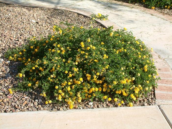 Plant photo of: Lantana 'Dwarf Yellow Bush'