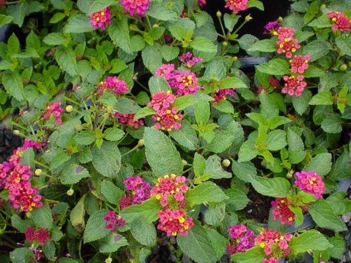 Lantana 'Irene'