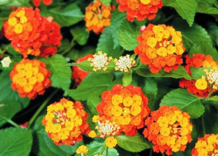 Lantana Patriot Classic 'Firewagon'