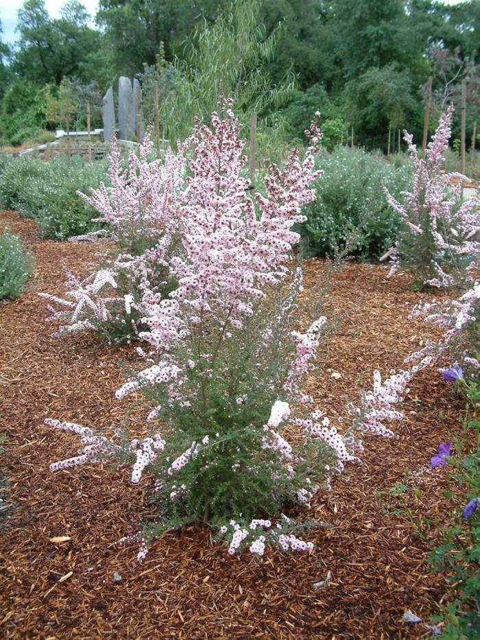 Leptospermum scoparium 'Apple Blossom'