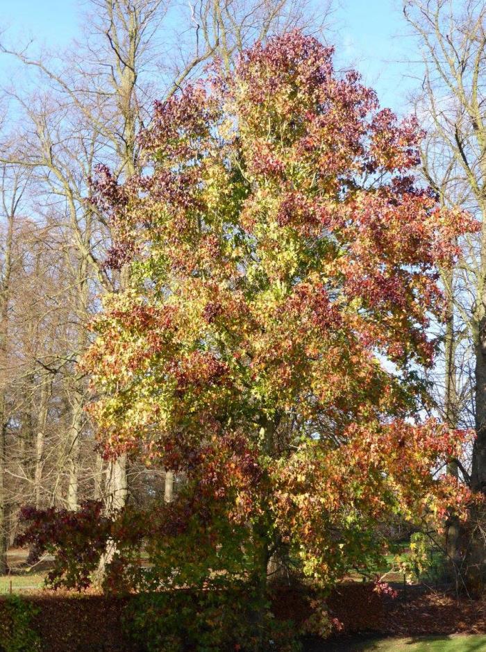 Liquidambar styraciflua 'Burgundy'