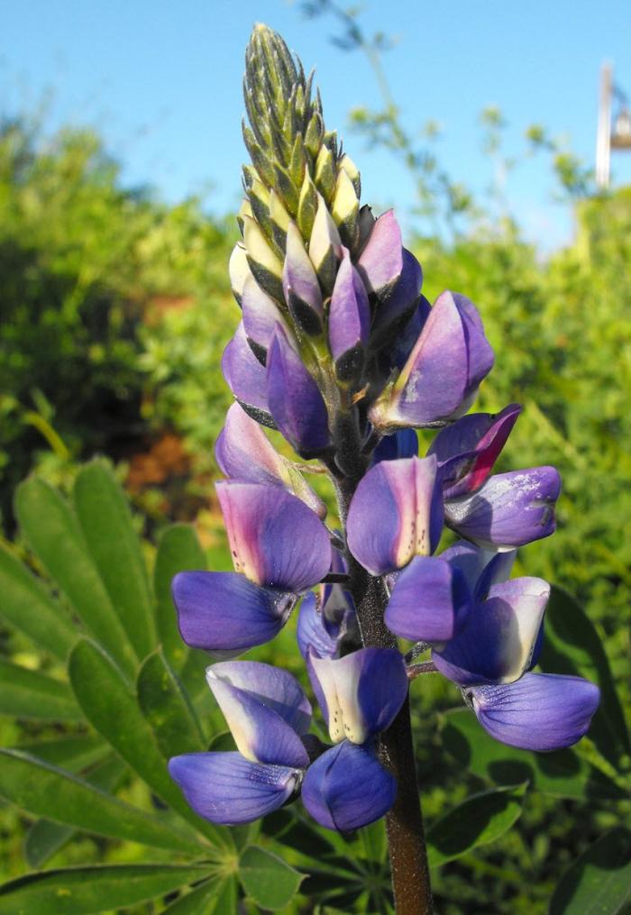 Lupinus succulentus