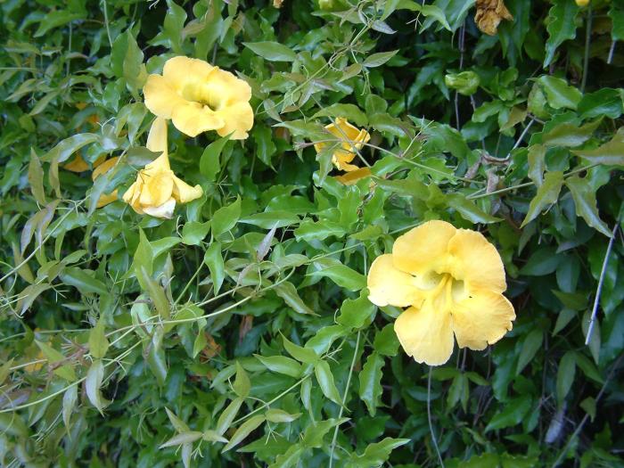 Cat's Claw, Yellow Trumpet Vine