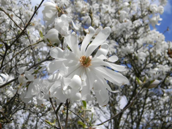 Star Magnolia