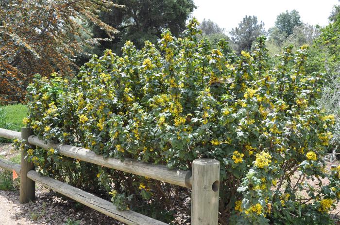 Golden Abundance Mahonia