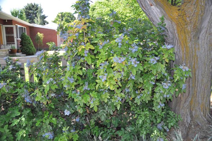 Mahonia aquifolium