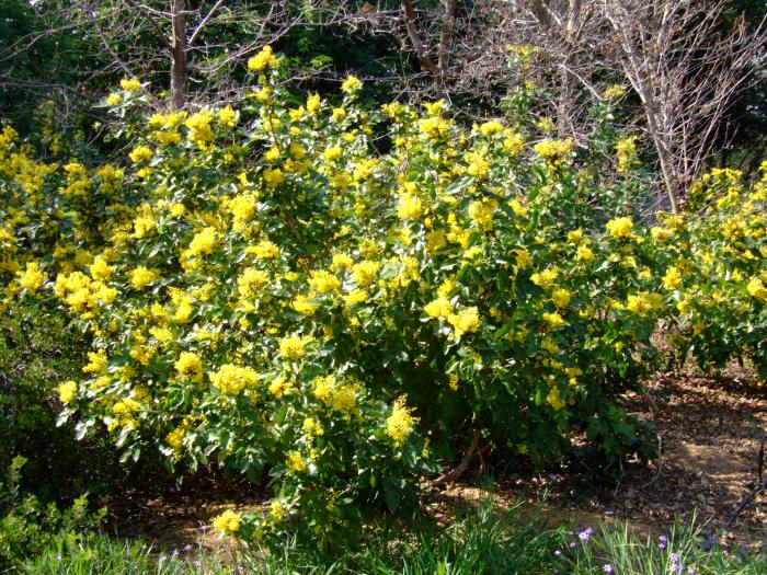 Creeping Mahonia