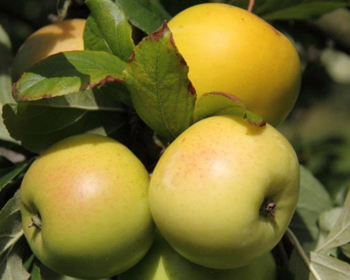 Malus 'Golden Delicious'