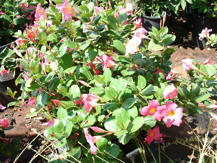 Mandevilla hybrids