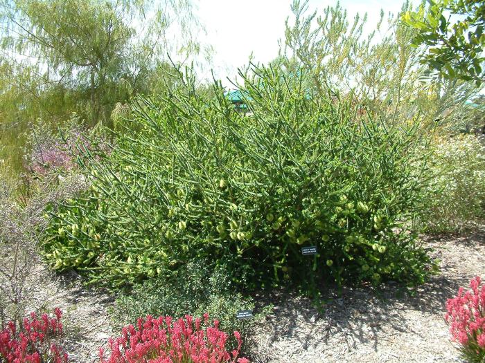 Green Flowered Myrtle