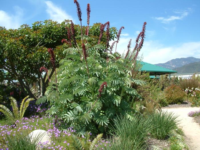 Melianthus major