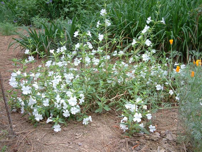 Mimulus 'Verity White'