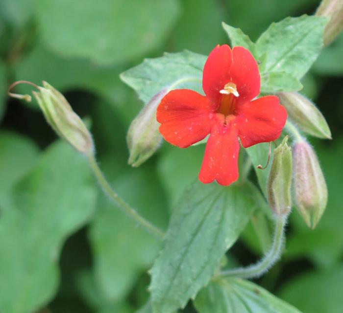 Mimulus cardinalis