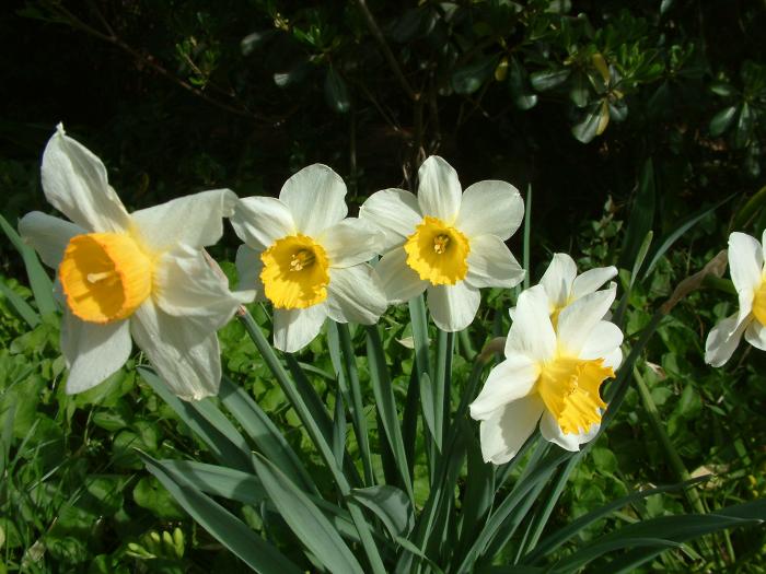 Daffodil