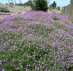 Ground Covers