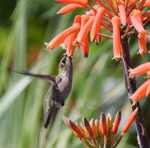 Attracts Hummingbirds