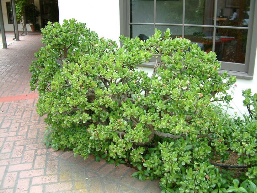 Jade Plant