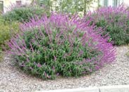 Mexican Bush Sage, Velvet Sage