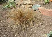 Curly Top Sedge