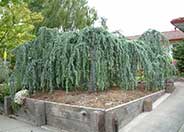 Weeping Blue Atlas Cedar