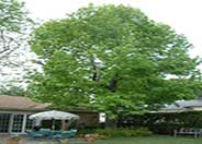 Liquidambar, American Sweet Gum