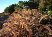 Purple Fountain Grass