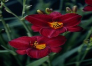Frankly Scarlet Hybrid Daylily