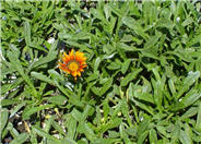 Fiesta Red Gazania