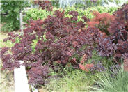 Royal Purple Smoke Tree