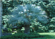 Mexican Blue or Blue Hesper Palm