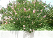California Buckeye