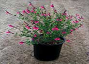 Rose Pink Autumn Sage