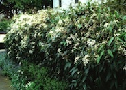 Evergreen Clematis