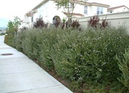 Coast  Rosemary