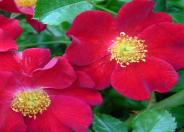 Red Flower Carpet Rose